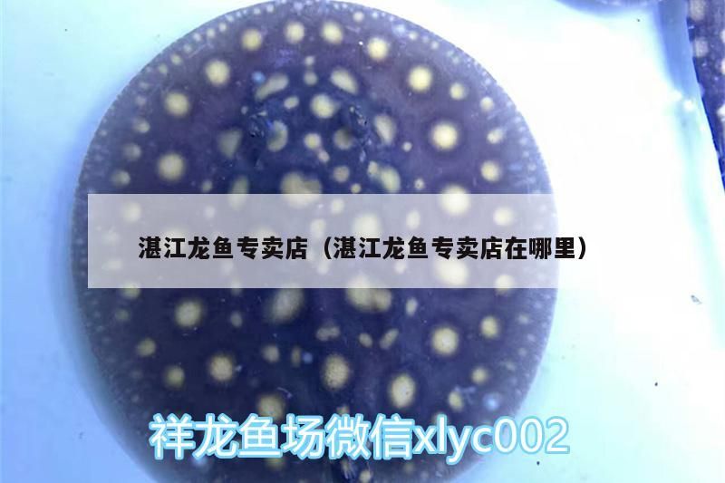 湛江龍魚專賣店（湛江龍魚專賣店在哪里）