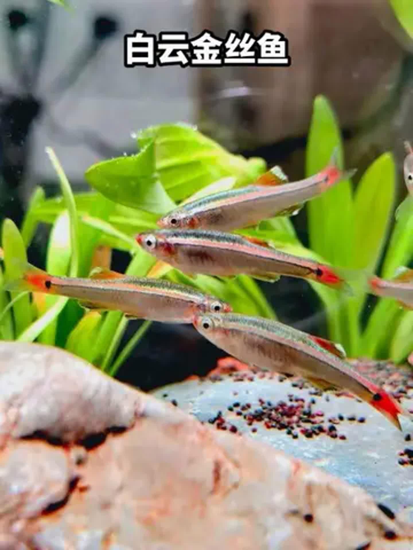 哪些魚適合初學者養殖