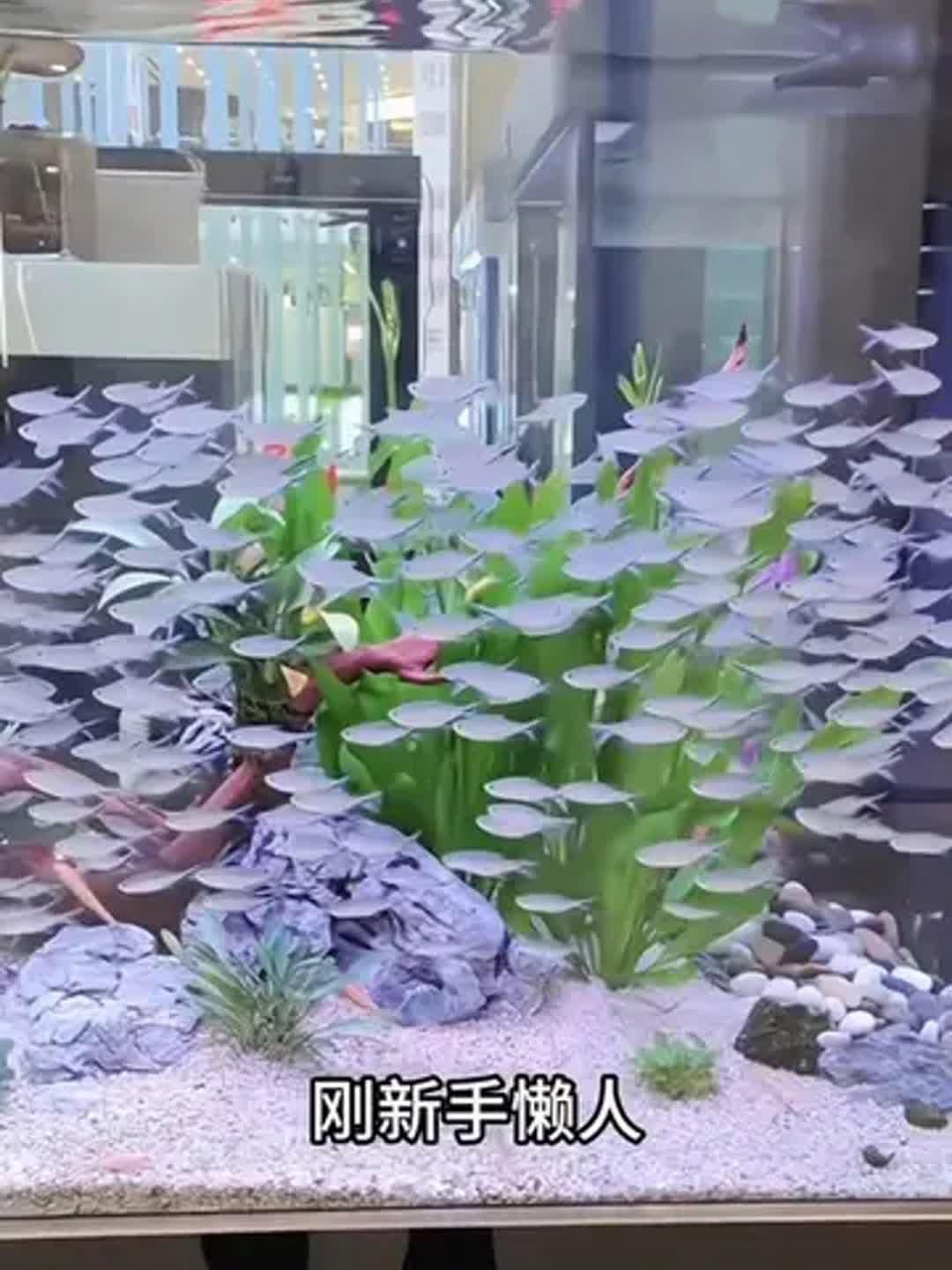 哪些魚適合初學者養殖