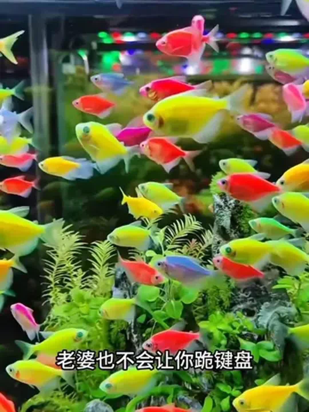 哪些魚適合初學者養殖
