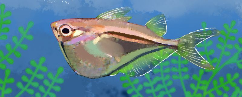 金龍魚背景 金龍魚背景和底部選什么色好
