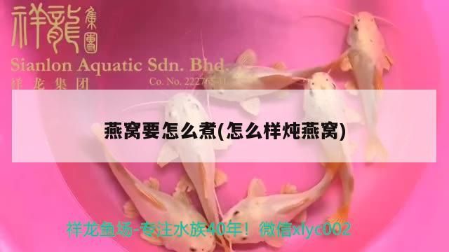 燕窩要怎么煮(怎么樣燉燕窩)