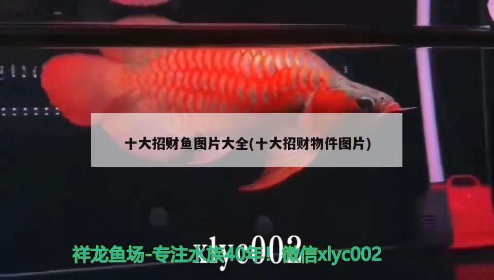 十大招財魚圖片大全(十大招財物件圖片)
