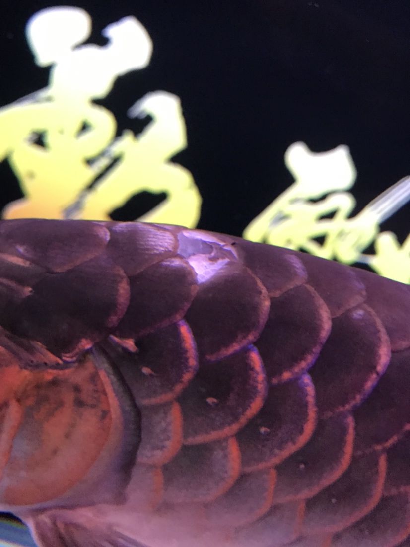 黃南藏族自治州觀賞魚市場撞掉鱗