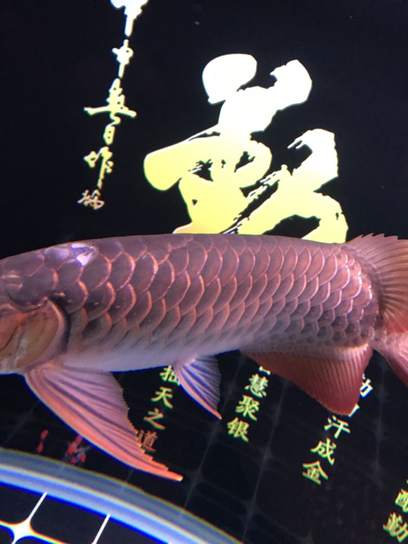 黃南藏族自治州觀賞魚市場撞掉鱗