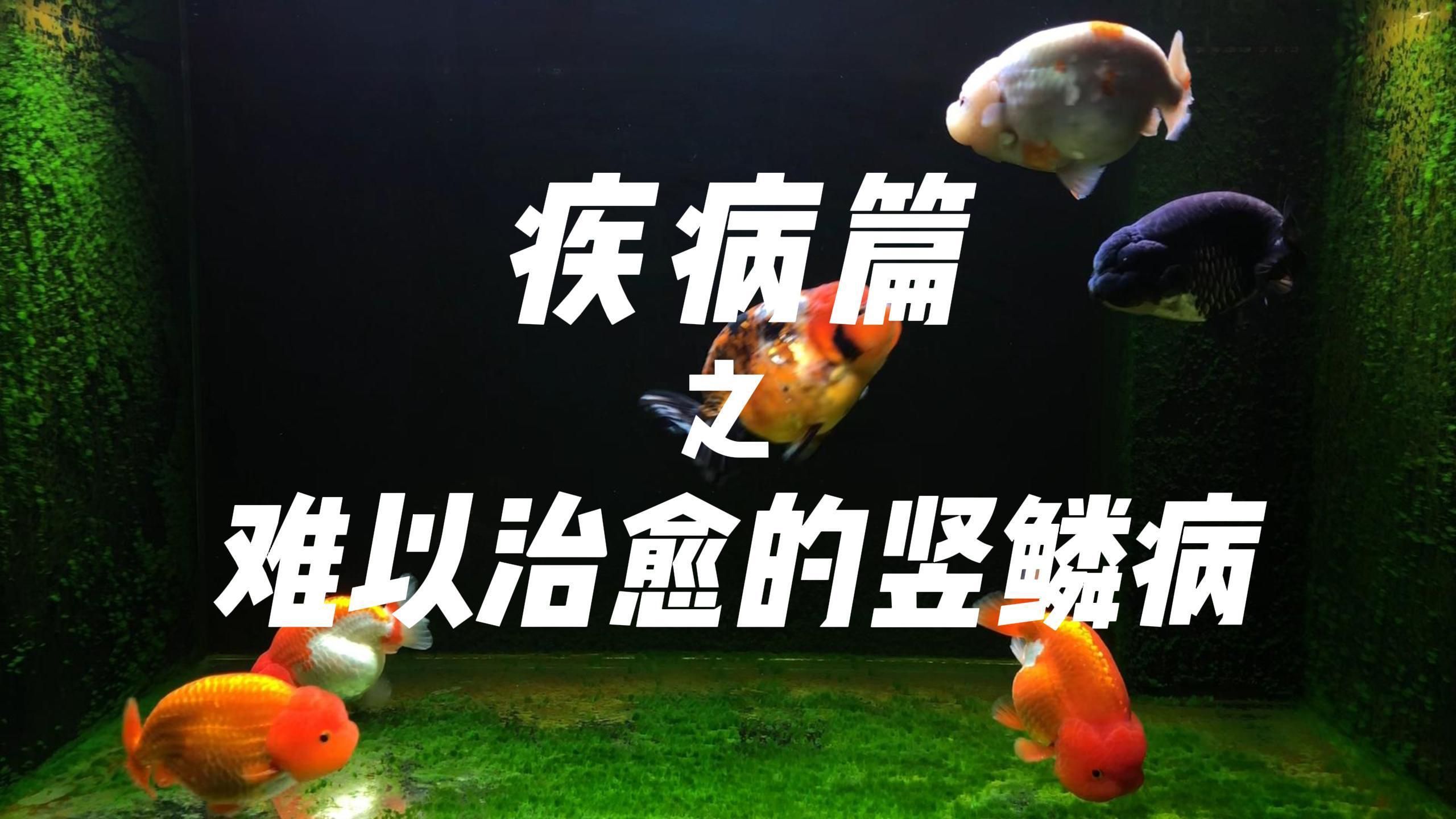 如何預防魚鱗立起來？