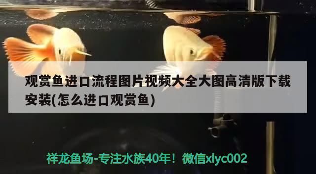 彩虹雷龍魚好看嗎(彩虹雷龍魚互動性怎么樣)