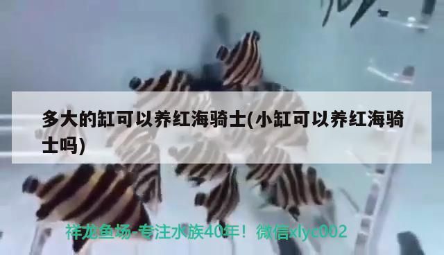 多大的缸可以養(yǎng)紅海騎士(小缸可以養(yǎng)紅海騎士嗎)