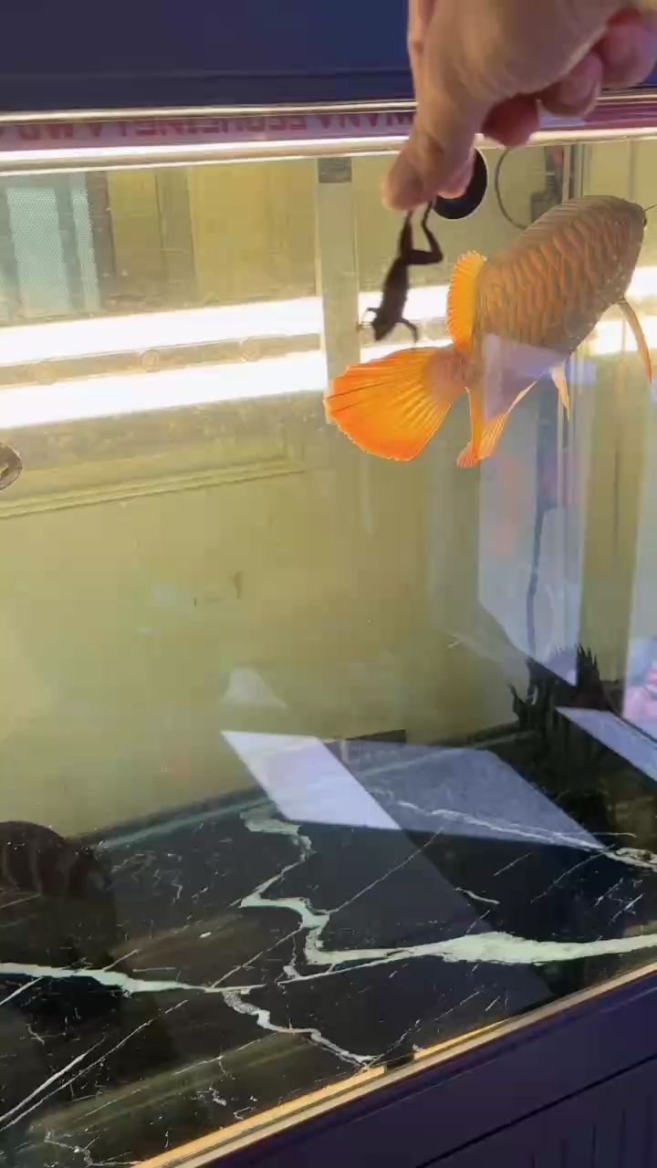 記錄龍魚的成長