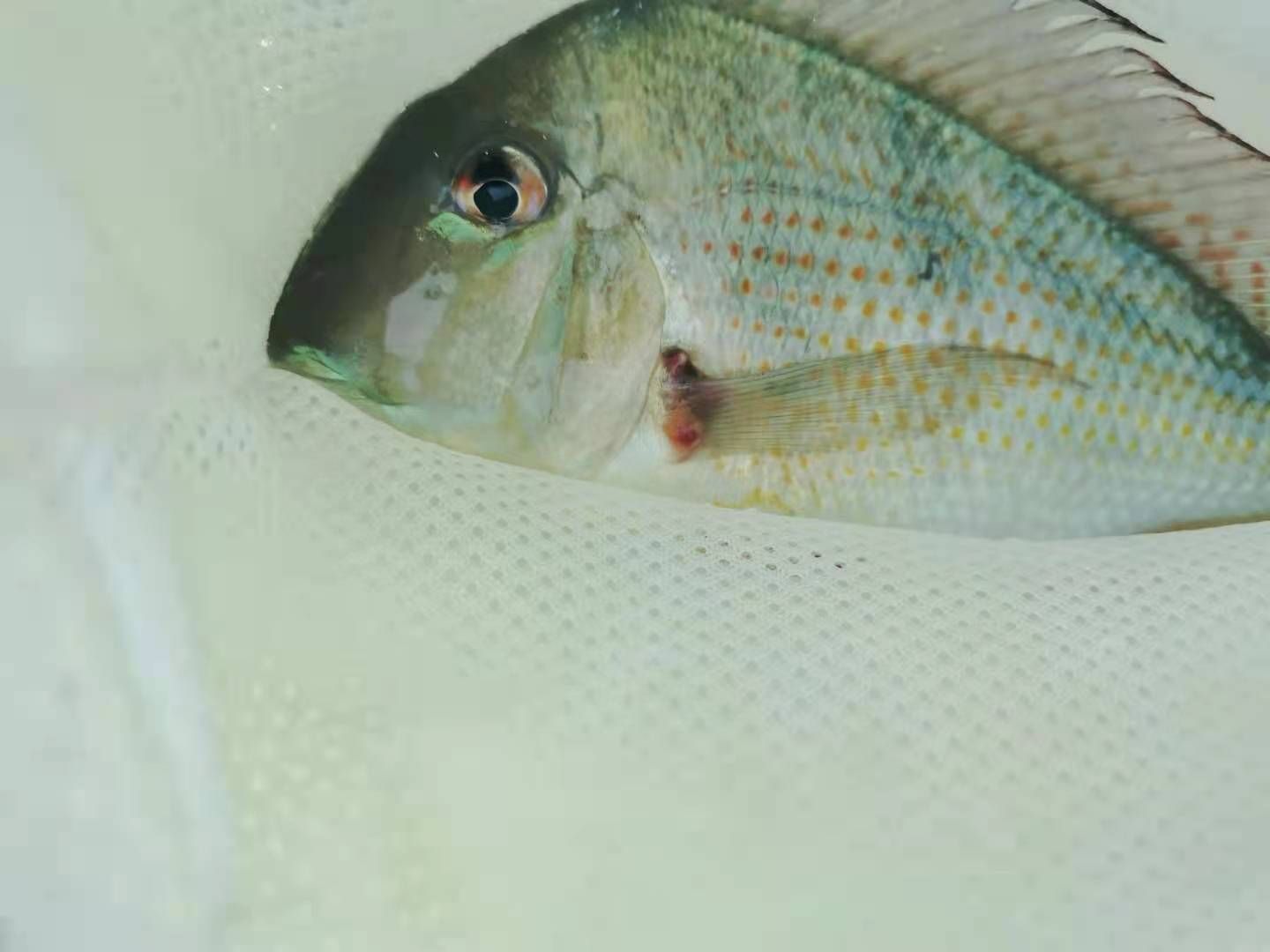 關刀配魚不知什么病？怎么治？專家給看看
