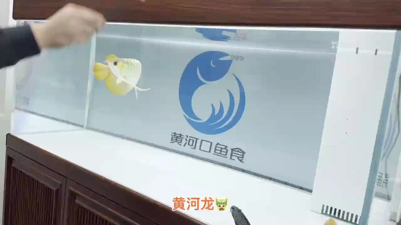 胸鰭到肛門，大硬骨原扇尾，互動性強。