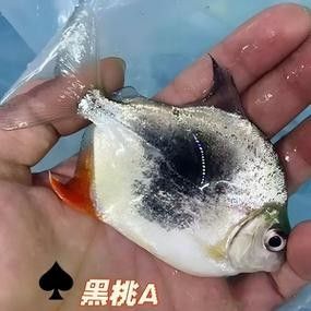 粗線銀版魚，祥龍魚場(chǎng)