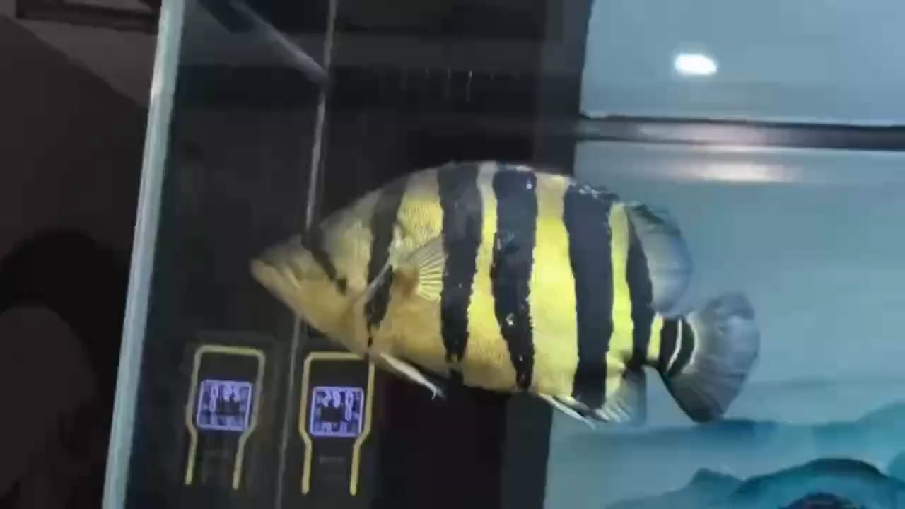 漂亮