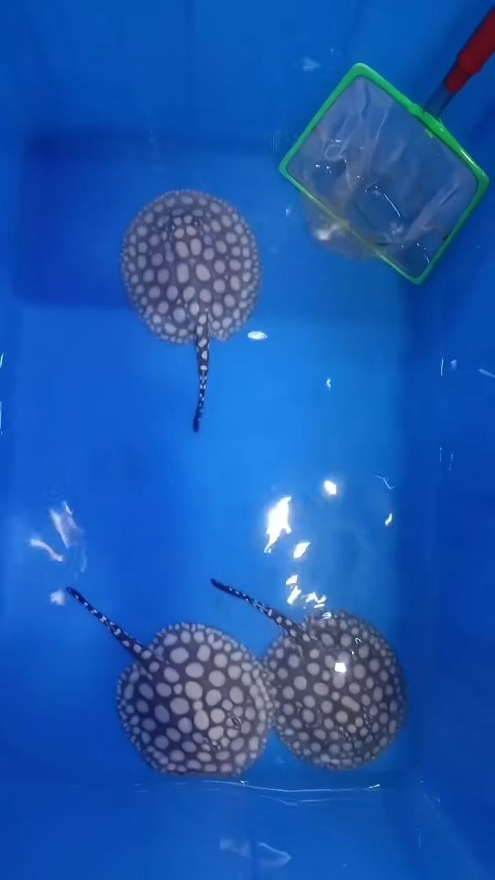 早安，再來3個