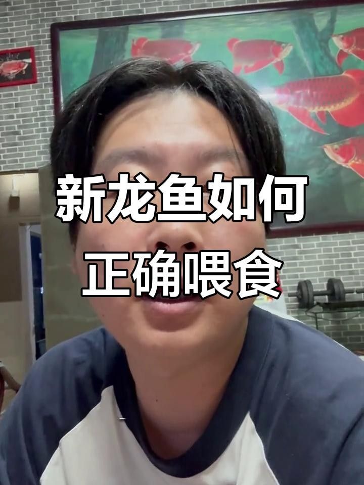 龍魚喂食的注意事項