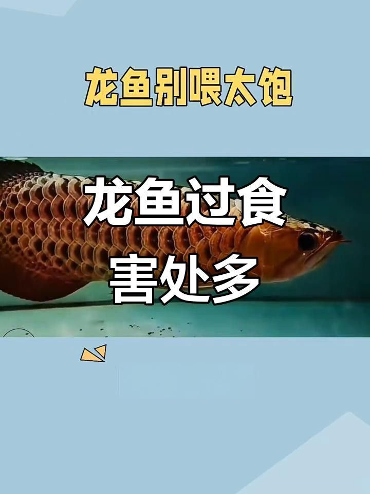 龍魚喂食的注意事項