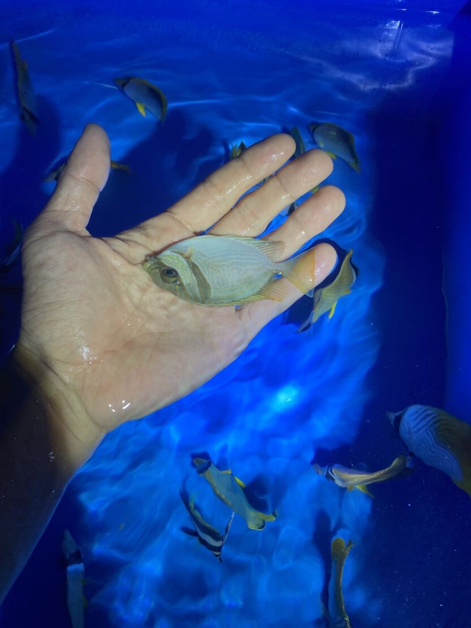 各種手捕觀賞魚 龍魚論壇 第7張 各種手捕觀賞魚 各種手捕觀賞魚 龍魚論壇 第7張