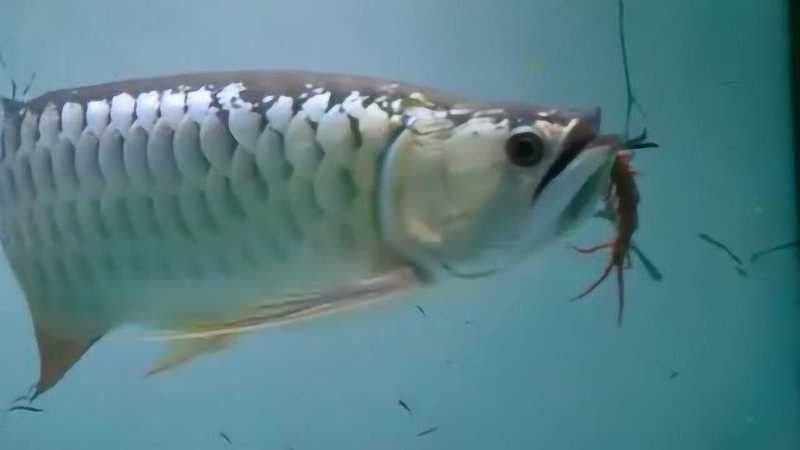 西藏金龍魚