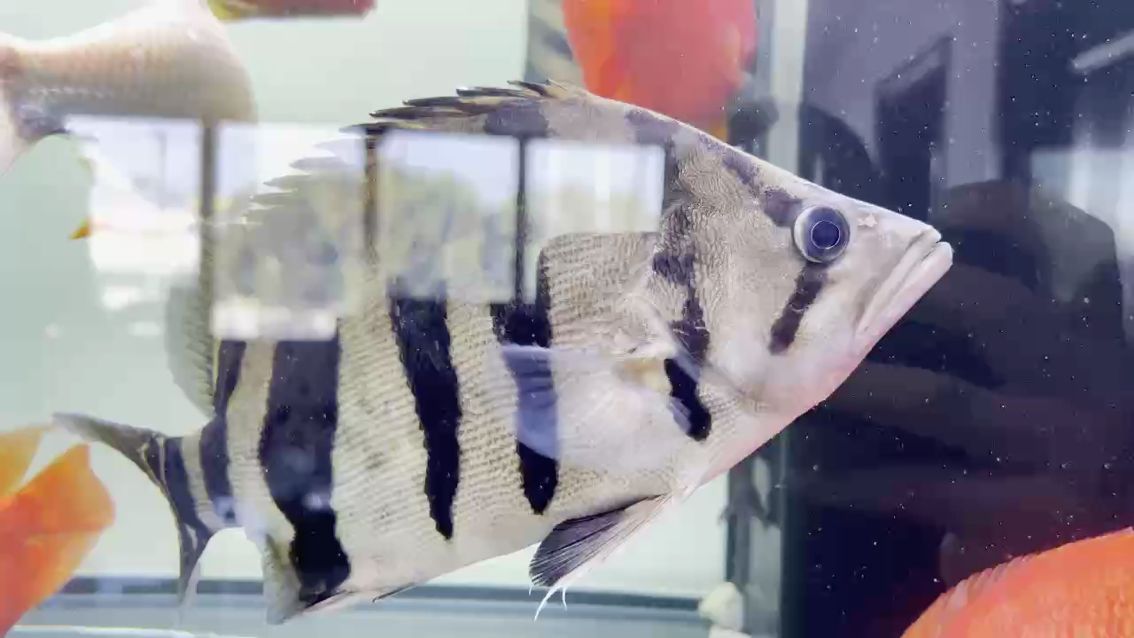 新魚入缸，大吉大利！