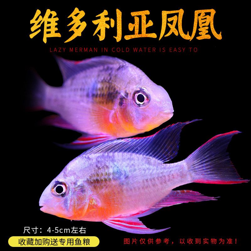 合肥觀賞魚協會會長是誰呀(合肥市漁業協會)