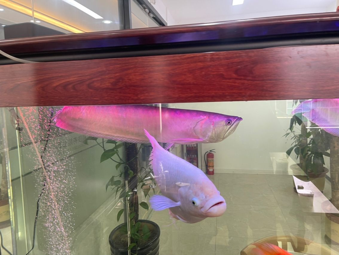 低價處理！喜歡的來