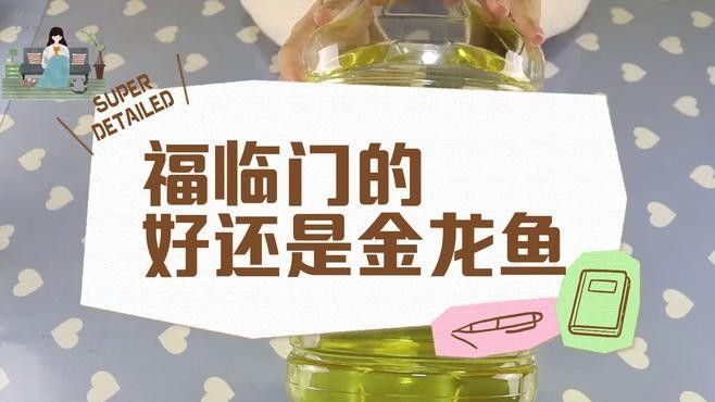 新城金龍魚屬于什么檔次