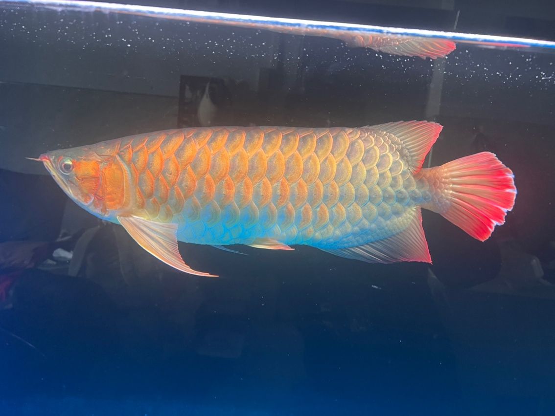 有龍魚群嗎？加個群學(xué)習(xí)下