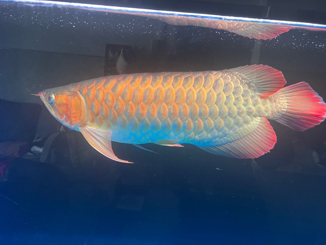 有龍魚群嗎？加個群學(xué)習(xí)下