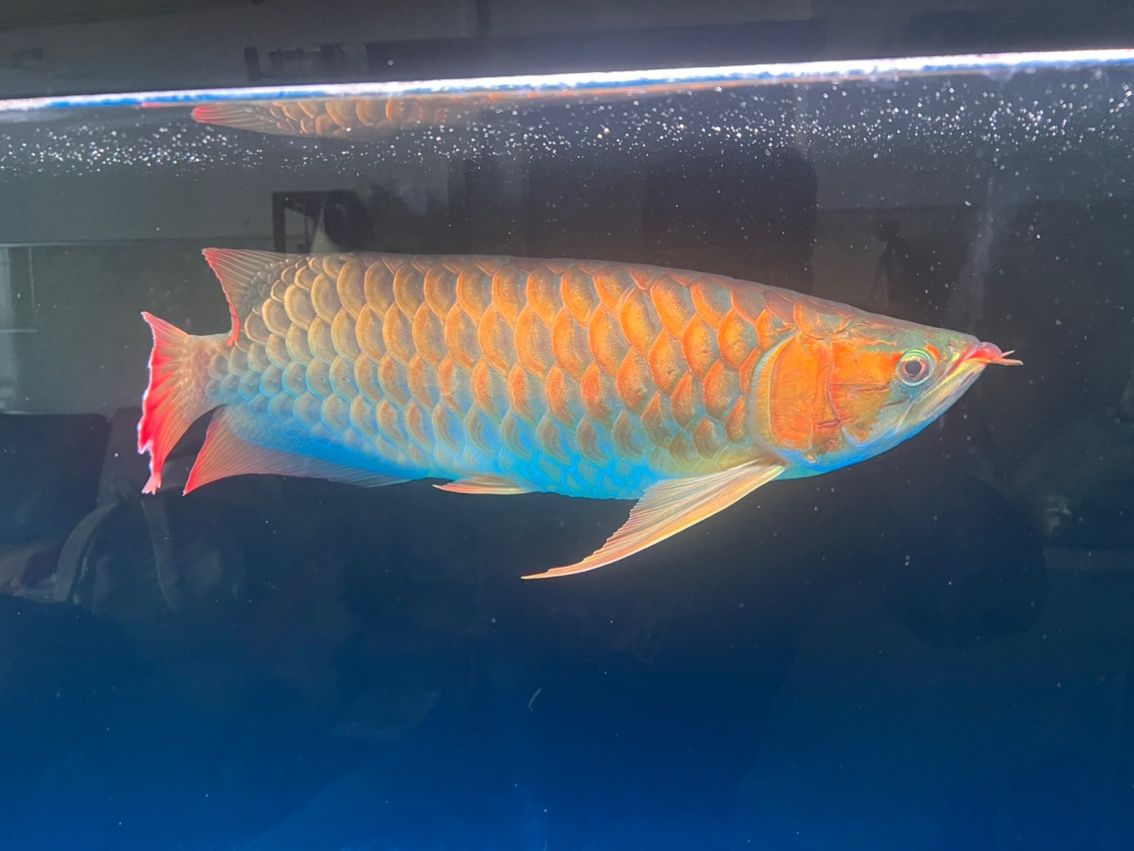 有龍魚群嗎？加個群學(xué)習(xí)下