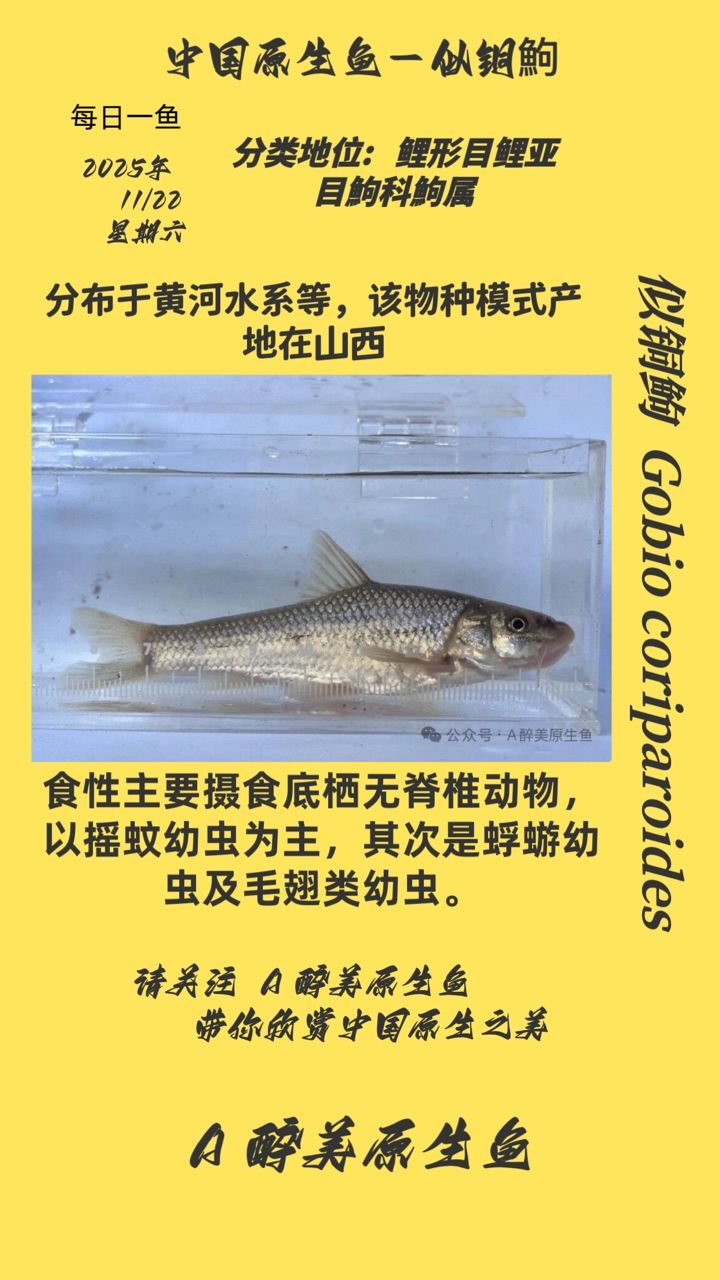 似銅鮈