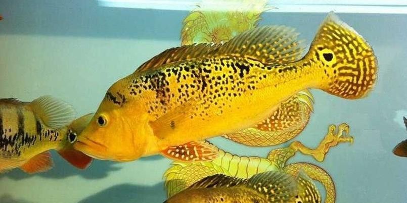 巴西亞魚和帝王三間哪個好