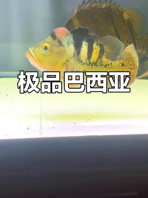 巴西亞魚和帝王三間哪個好