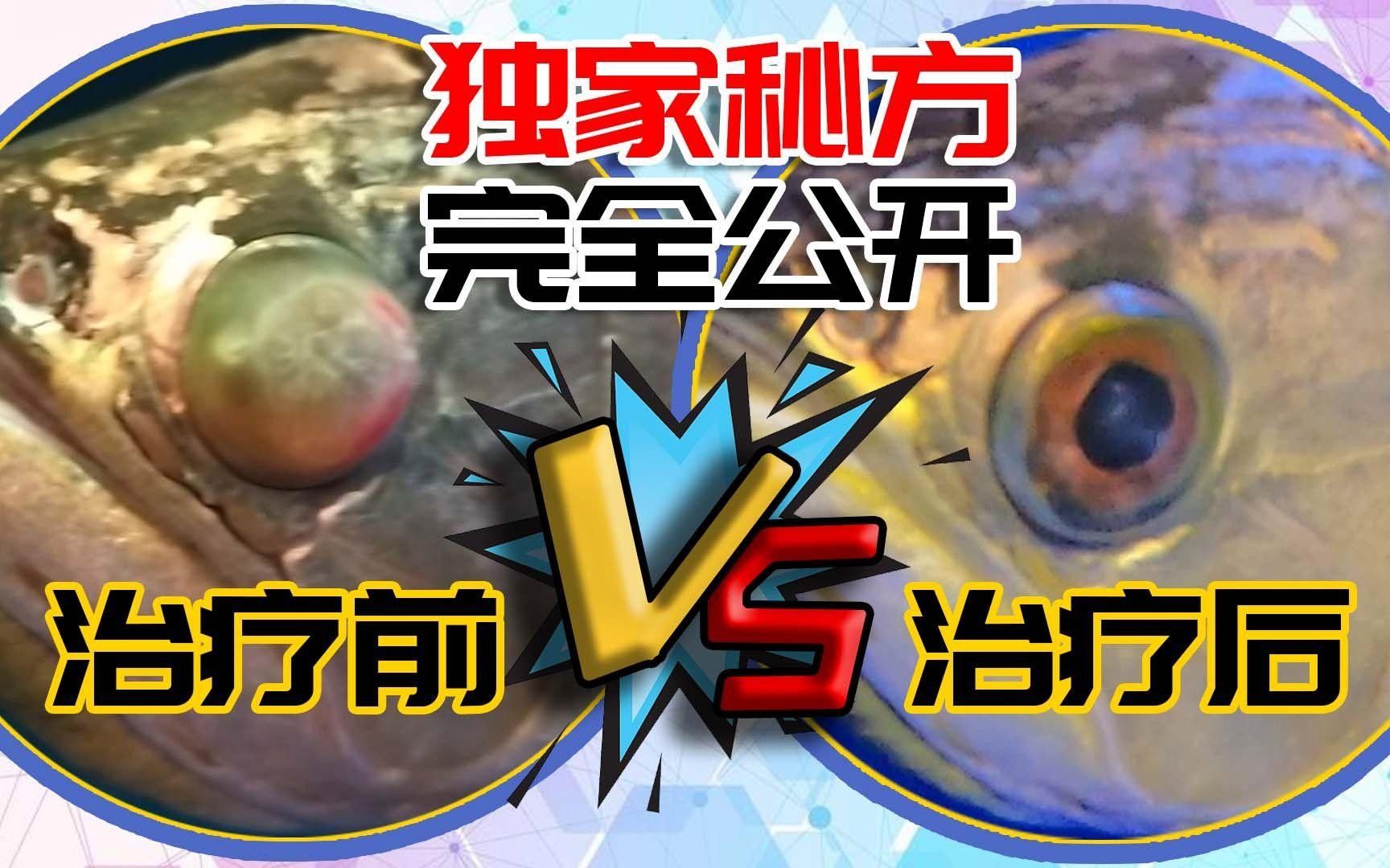龍魚眼睛蒙眼要警惕三種病