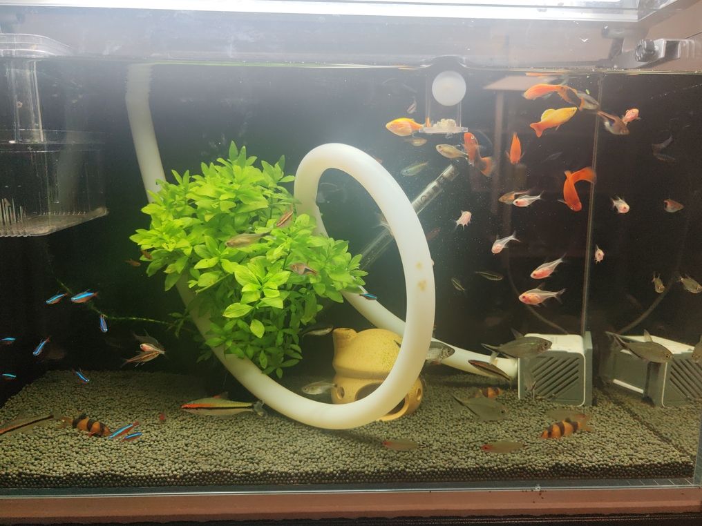 燈科魚(yú)觀賞魚(yú)甩賣