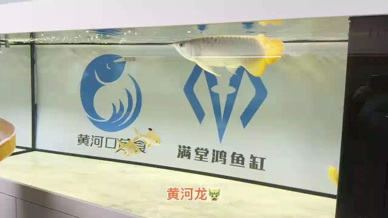 需要高端龍魚，魚缸，高品質魚食的老板聯系 需要高端龍魚，魚缸，高品質魚食的老板聯系 龍魚論壇