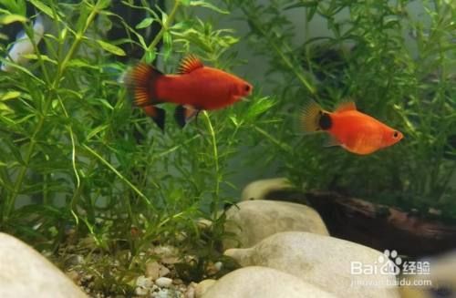 龍魚嘴里發黑（龍魚嘴里發黑怎么回事）