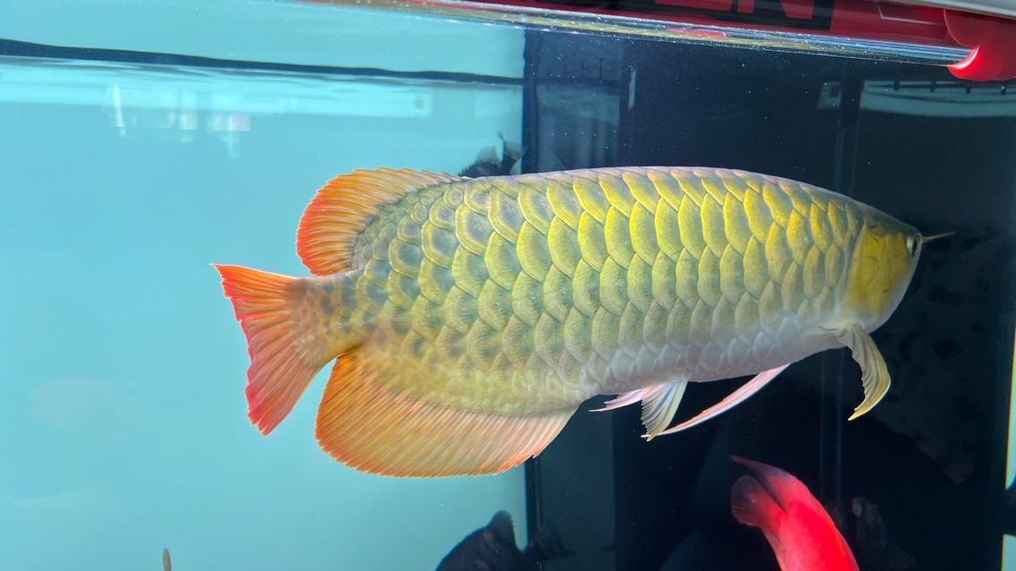 各位大佬幫忙看看,這是不是正經(jīng)紅龍! 龍魚論壇 第4張 各位大佬幫忙看看,這是不是正經(jīng)紅龍! 各位大佬幫忙看看,這是不是正經(jīng)紅龍! 龍魚論壇 第4張