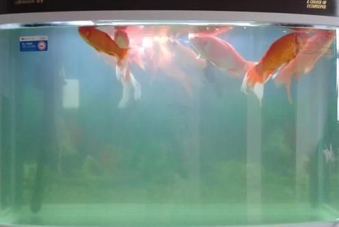 雷龍魚和斑馬魚混養好嗎（關于雷龍魚和斑馬魚混養的分析）