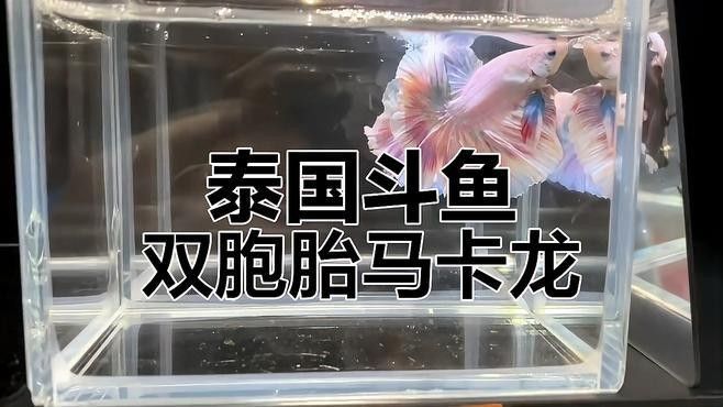 馬卡龍魚是什么魚