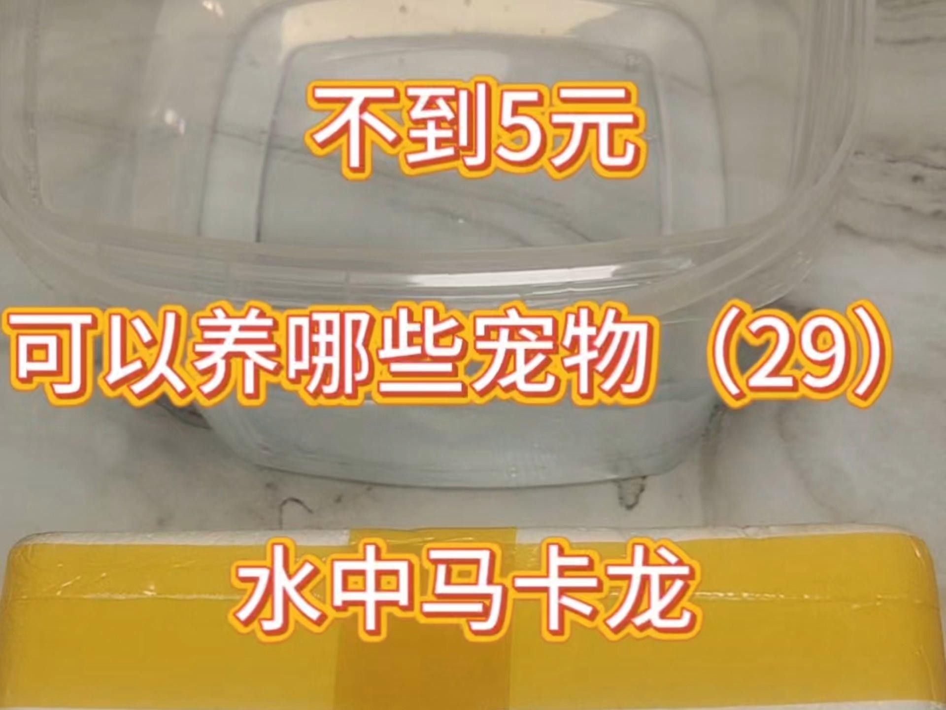 馬卡龍魚是什么魚
