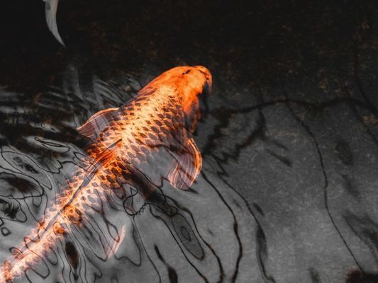 龍巖哪里有賣魚缸便宜的地方啊圖片（龍巖哪里有賣魚缸便宜的地方啊圖片大全）