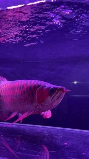 戰(zhàn)車紅龍魚屬于什么檔次 觀賞魚百科 第6張 戰(zhàn)車紅龍魚屬于什么檔次 戰(zhàn)車紅龍魚屬于什么檔次 觀賞魚百科 第6張