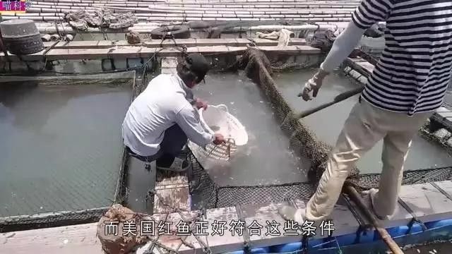 美國紅魚廣西
