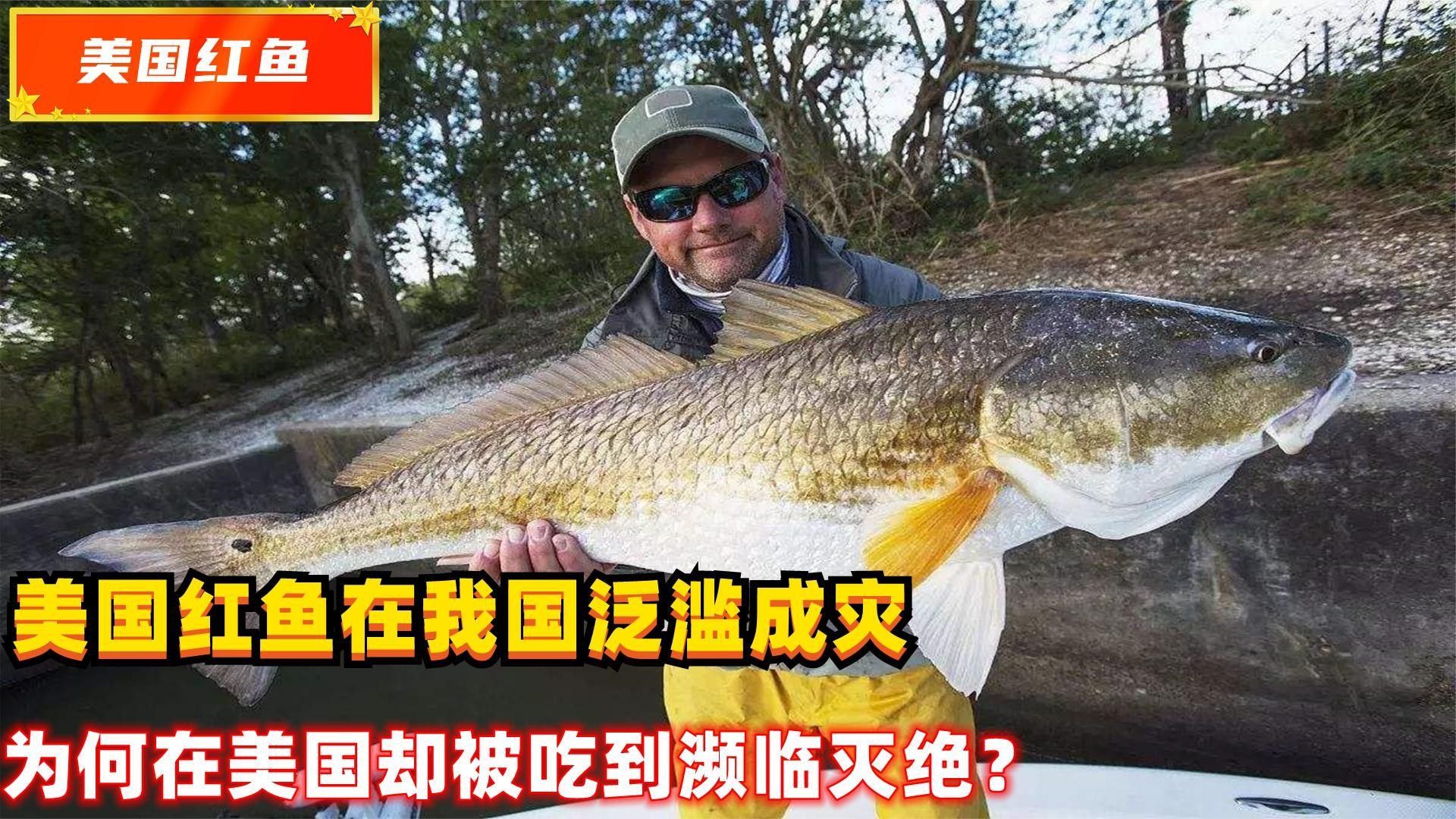 美國紅魚廣西