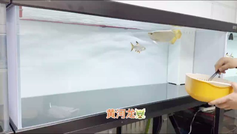 高端龍魚，高品質速凍魚食
