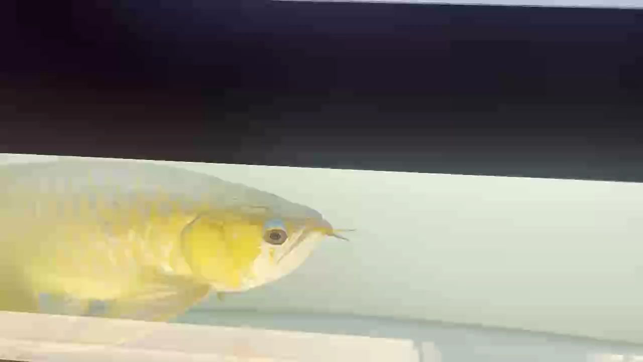 等鱗片恢復