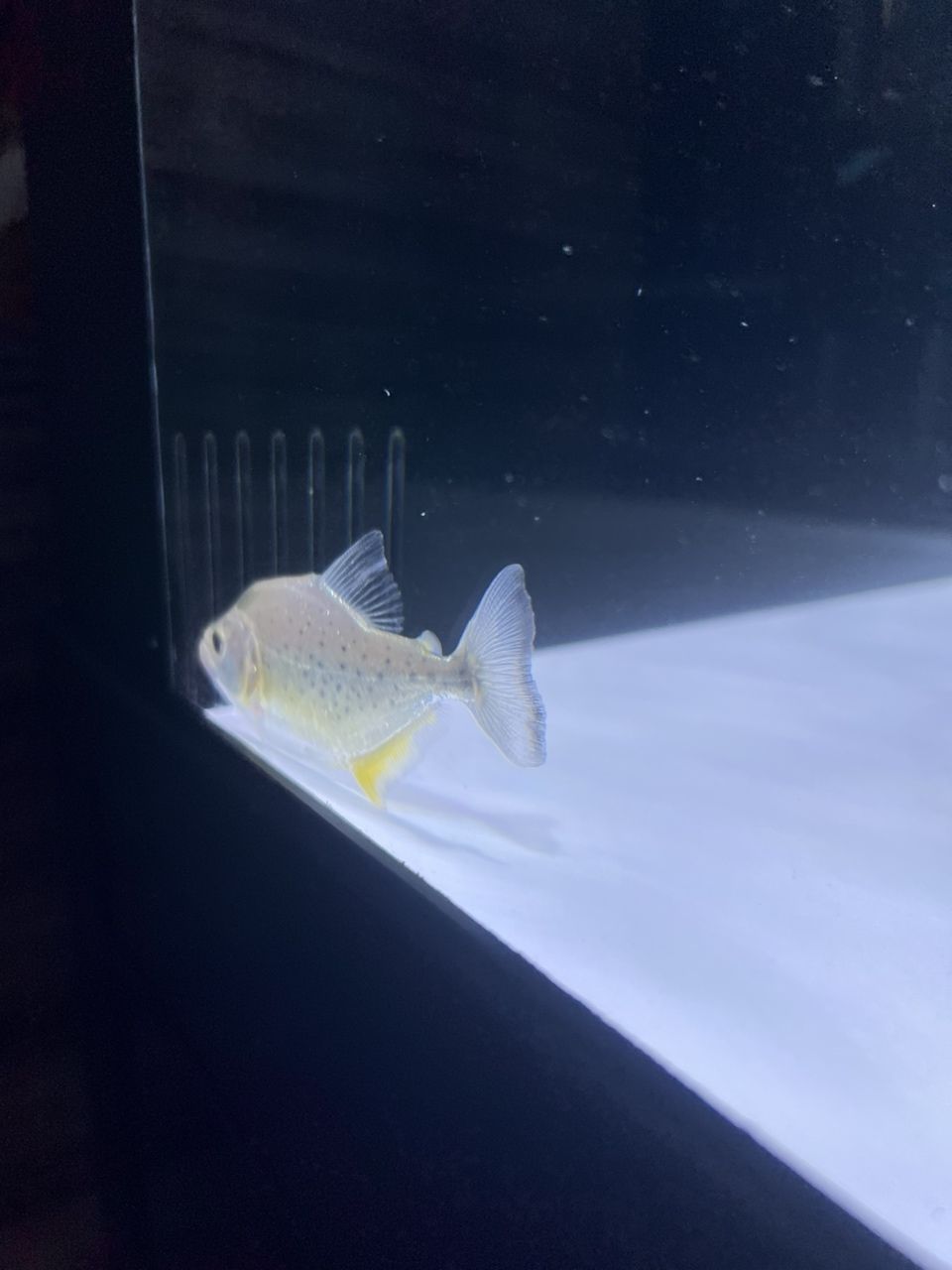小阿瓜第一天