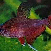 玫瑰銀版魚最害怕三個東西