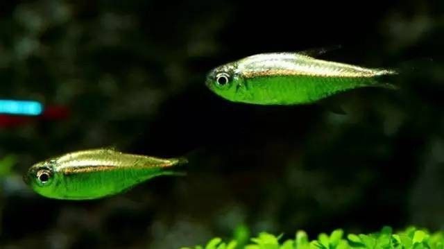 玫瑰銀版魚最害怕三個東西