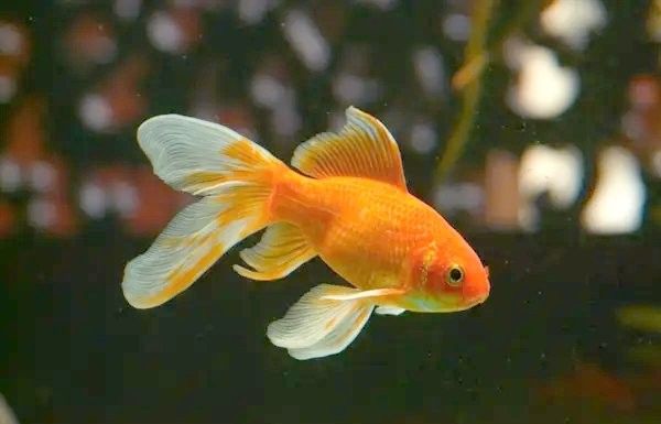 金魚肚子脹好大怎么回事